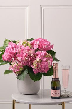 Pink Hydrangea and Pink Mini Lanson Gift Set